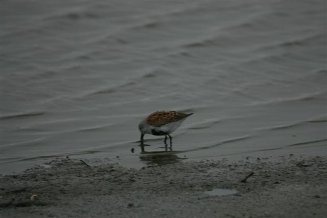 Dunlin