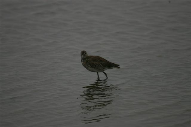 Godwit