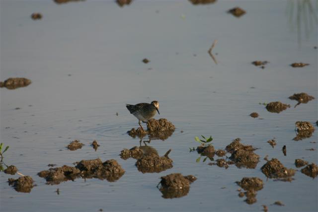 Pectoral Sandpiper