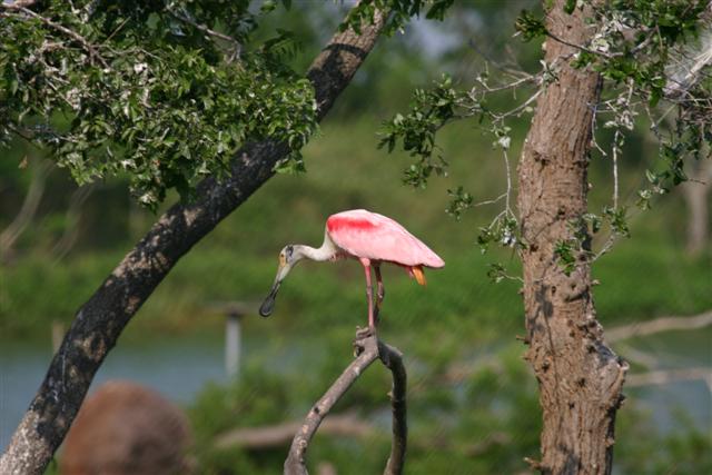 Roseate Spoonbill