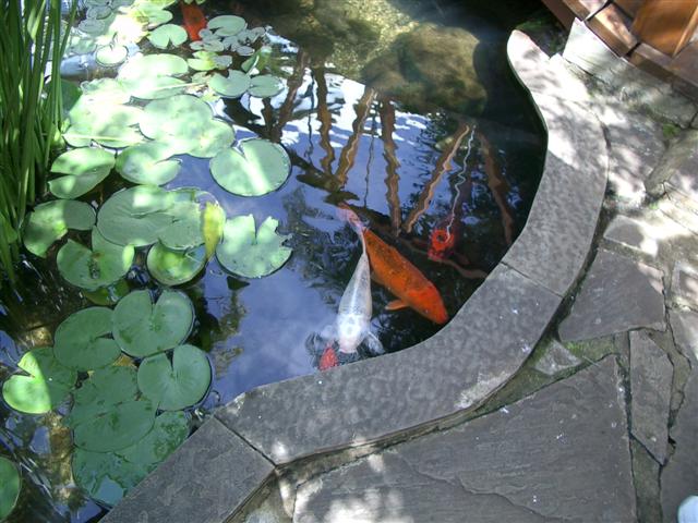 Fishpond at Nairobi Serena