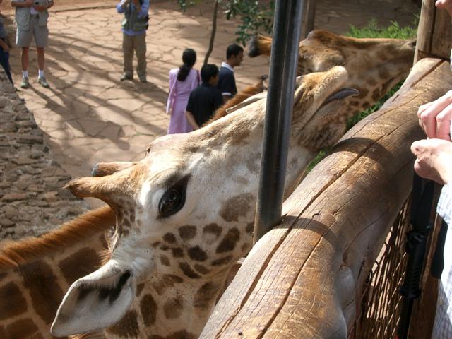 Giraffe Center