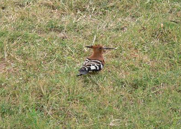 Hoopoe