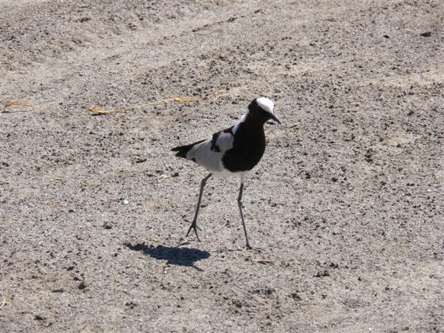 Blacksmith Plover