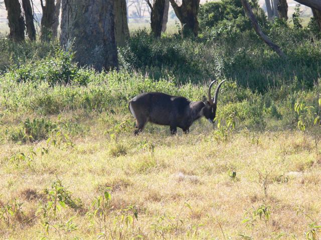 Waterbuck