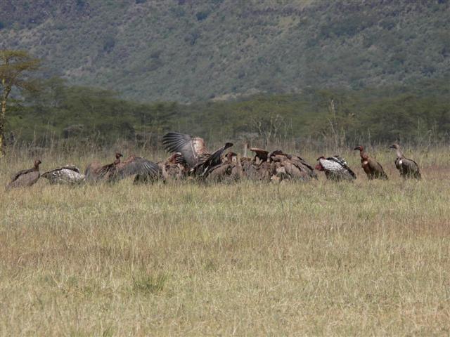 Vultures Cleaning Up After a Kill