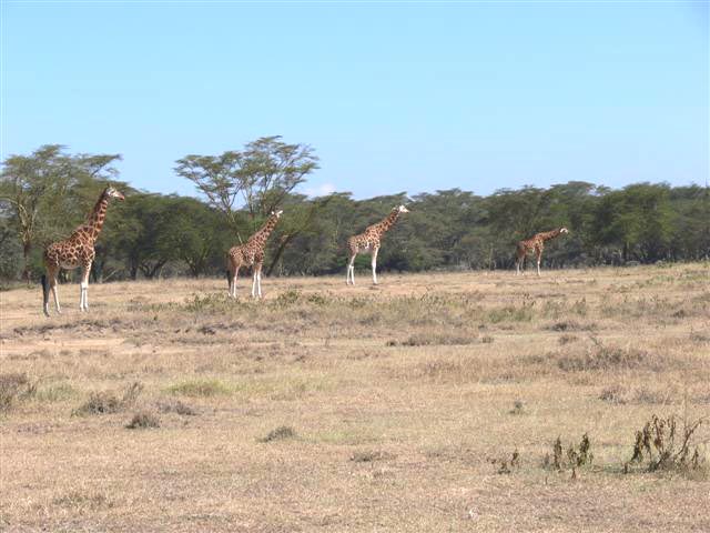 Giraffe Quartet