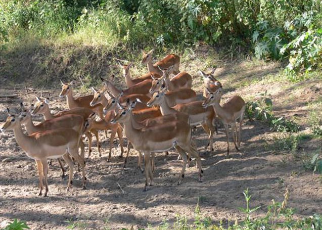 Impalas