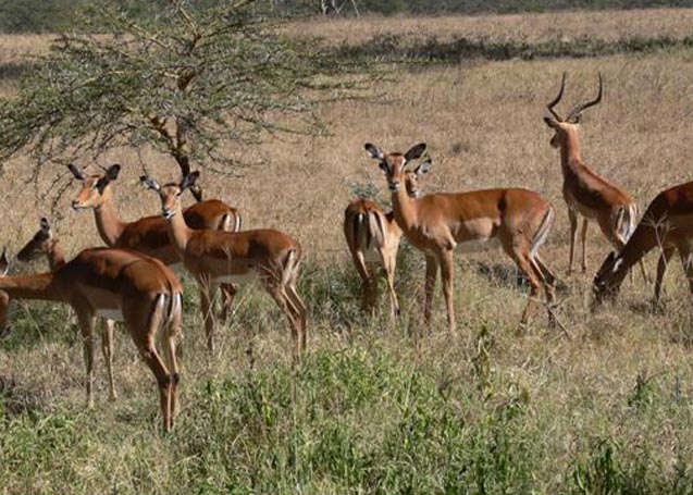 Impalas