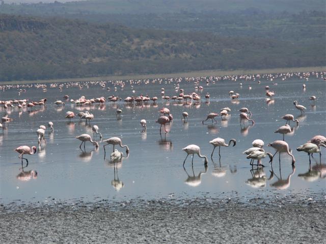 Lesser Flamingoes