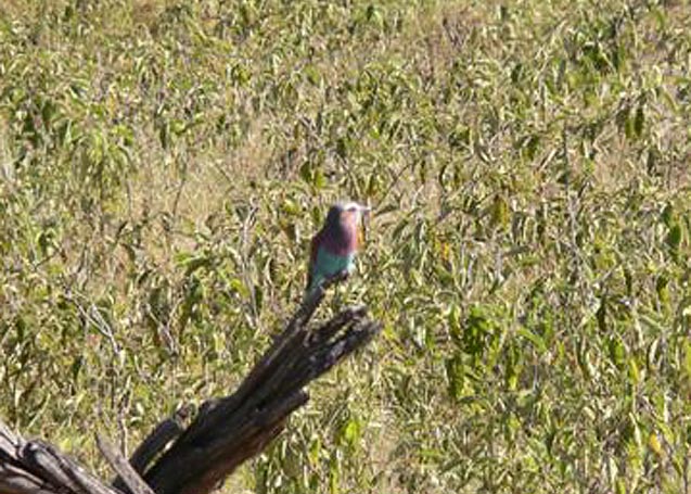 Lilac-breasted Roller