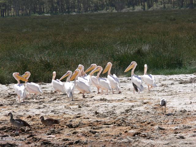 Pelicans