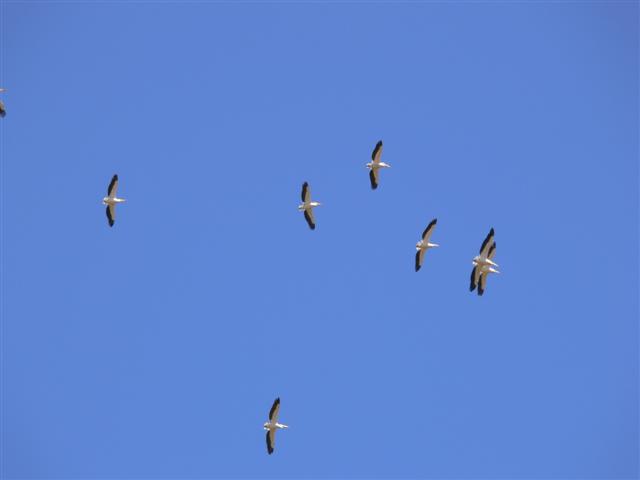 Pelicans in Flight