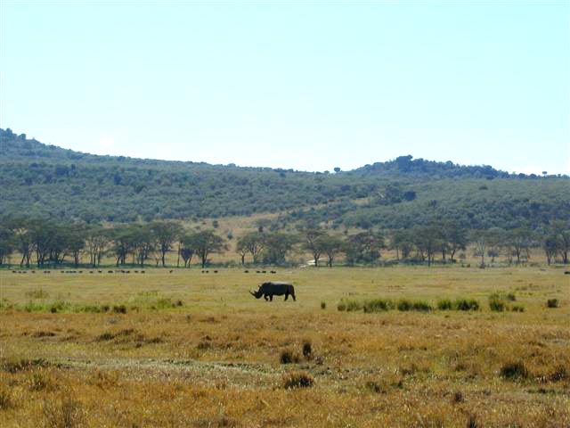 Rhino and Scenery