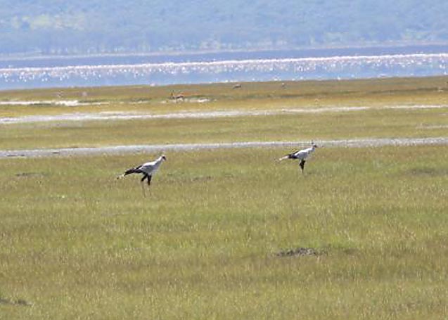 Secretary Birds