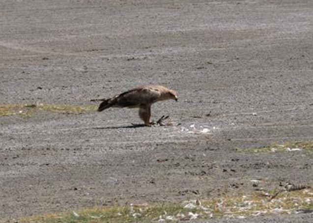Tawny Eagle