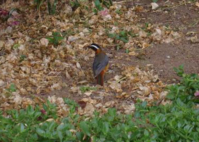 White-browed Robin-chat