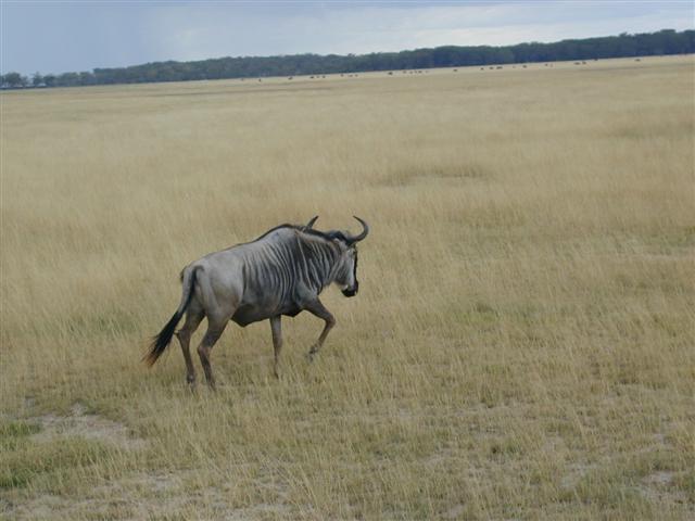 Wildebeest.