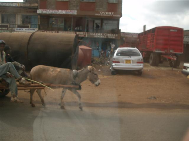 Donkey