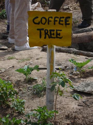 Coffee Tree