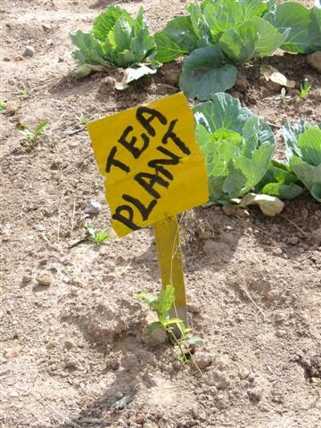 Tea Plant