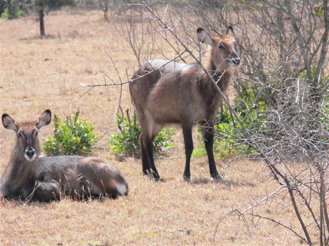 2 Waterbucks