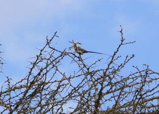 Blue-naped Mousebird