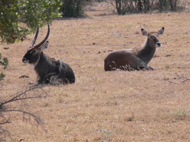 Waterbucks