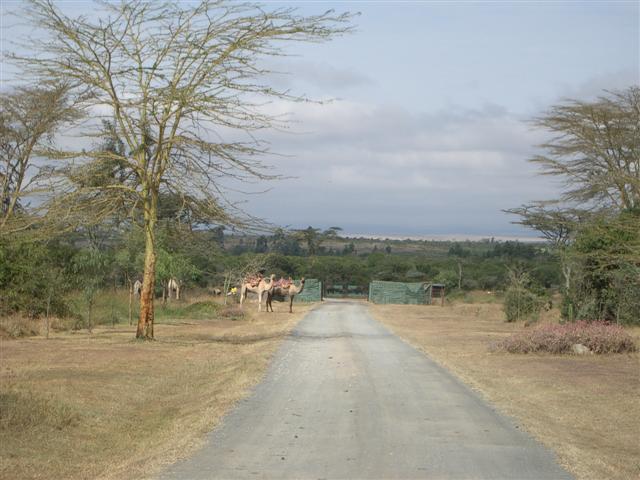 Camels to Ride