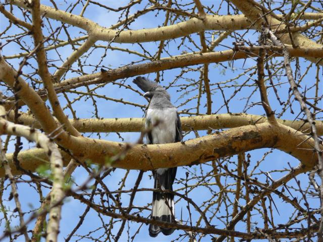 Go-away-bird