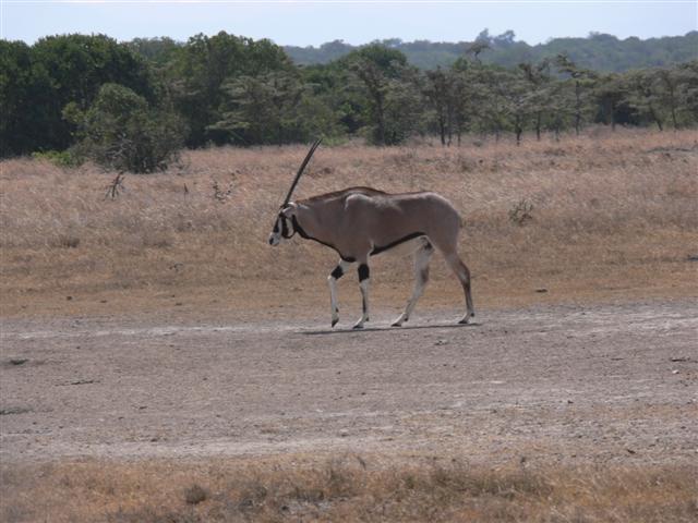 Oryx