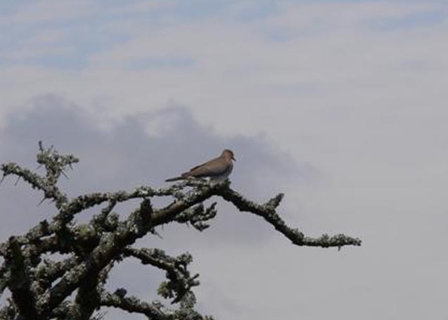 Ring-necked Dove
