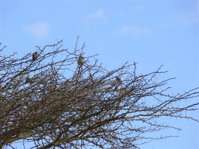 Speckled Mousebirds