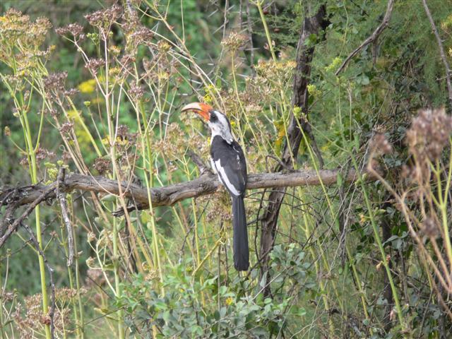Von der Deckens Hornbill