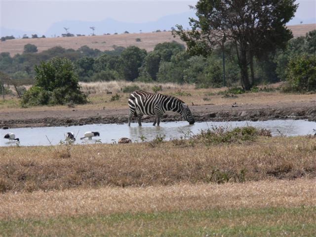 Watering Hole