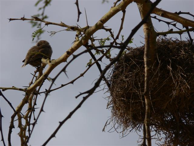 Gray-capped Social Weaver