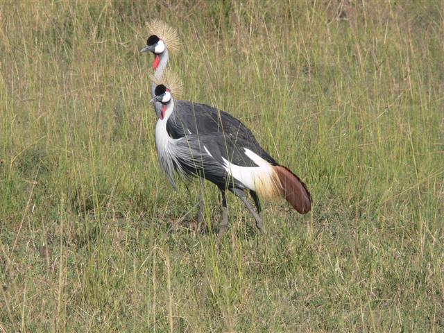 Crowned Cranes