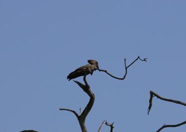 Hammerkop