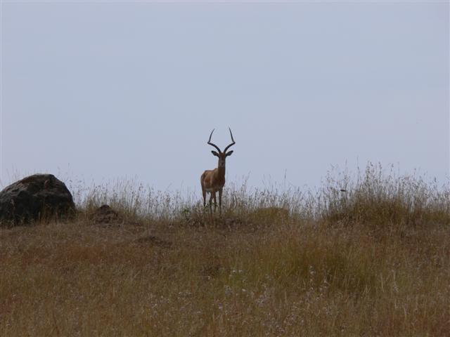 Impala