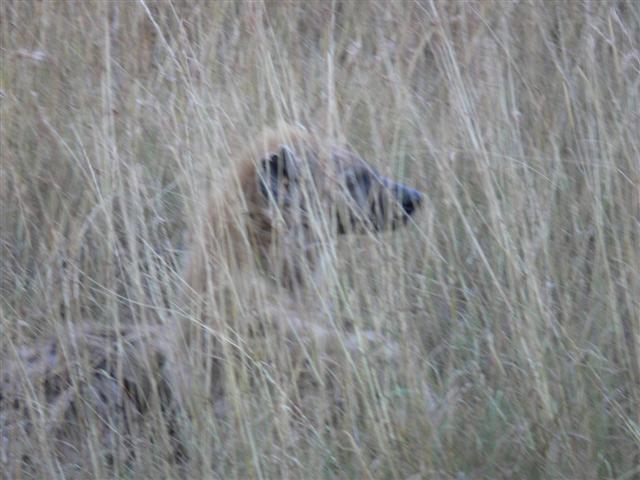 Hyena