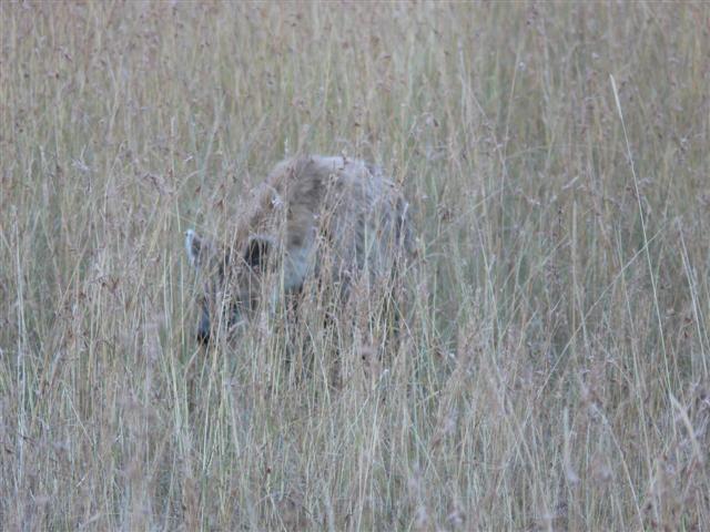 Skulking Hyena