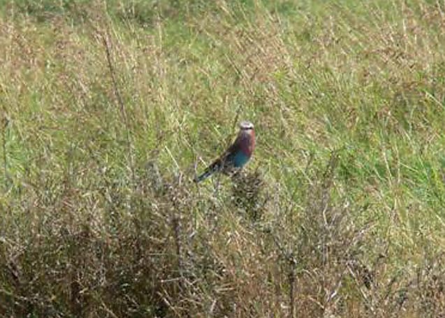 Lilac-breasted Roller