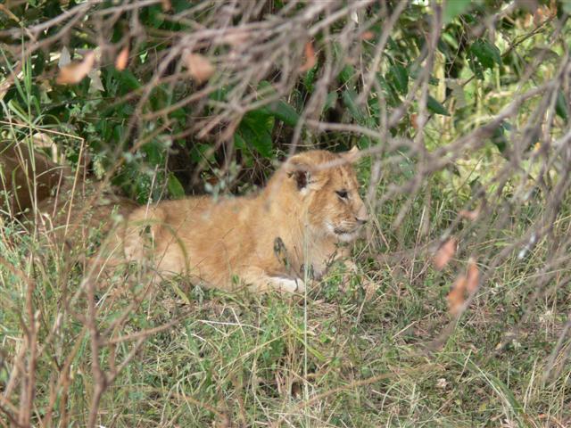 Lion Cub