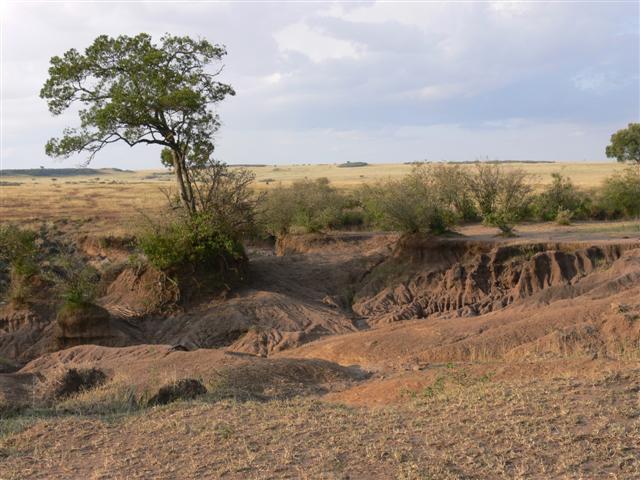 Near the Mara River
