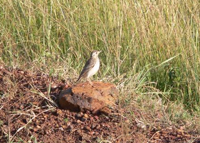 Pipit sp