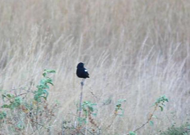 Sooty Chat