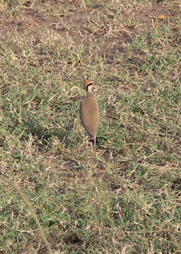 Temmincks Courser