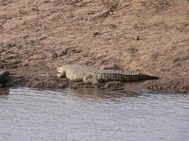 Crocodile
