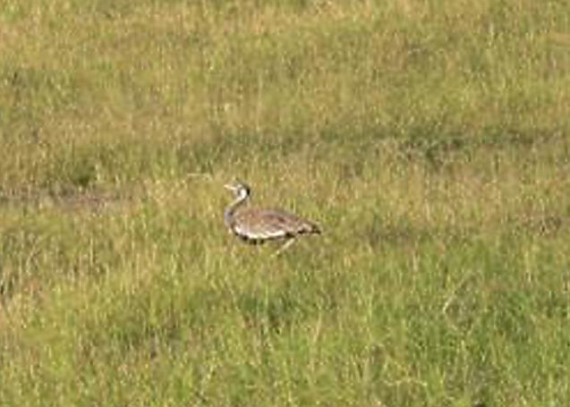 Black-bellied Bustard
