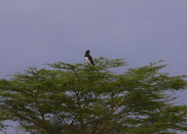 Black-chested Snake Eagle